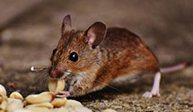 24 Hour & Emergency Exterminators in Brady Lake, OH